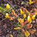 5-Cytisus-spinescens-5