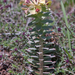 6-Euphorbia-myrsinites