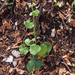 11 saxifraga-rotundifolia