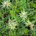 53-trifolium-stellatum