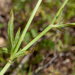 58-Ranunculus-neapolitanus-4