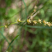 Carex-divulsa