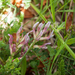 6-Astragalus-monspessulanu-2s
