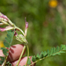 6-Astragalus-monspessulanu-3s