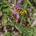 6-Astragalus-monspessulanu-4s