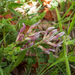 6-Astragalus-monspessulanus