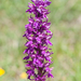 22-Orchis-mascula-6