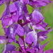 37-orchis-3