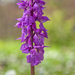37-orchis-4