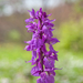 37-orchis-5