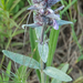 9-stachys-germanica-of-tymphaea