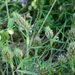 9-trifolium-angustifolium