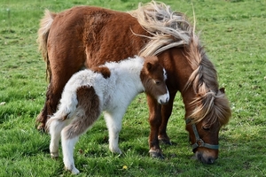 shetland-pony-4083164_960_720