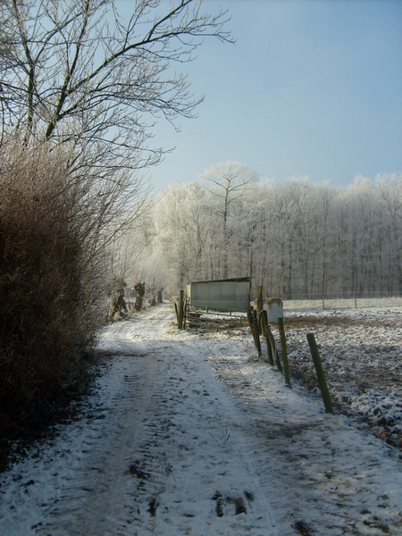 winter  jan 2009 002