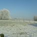 winter  jan 2009 006