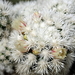 DSC04687Mammillaria vetula ssp. gracilis cv Arizona Snow Cap