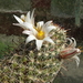 DSC04799Mammillaria hutchisoniana ssp. louisae