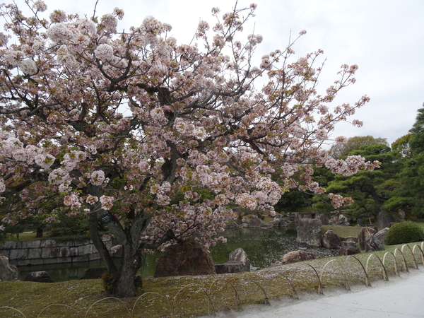 5B Kyoto, kasteel van Nijo _0645