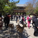 7A Nara, Todaji tempel  _1209