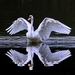 swan-cob-4207001_960_720