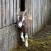goat-4221551_960_720