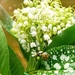 lily-of-the-valley-4213029_960_720