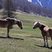 the-horse-4210306_960_720
