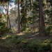 forest-4222652_960_720