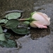 pink-rose-in-rain-4205779_960_720