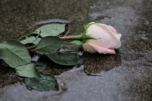 pink-rose-in-rain-4205779_960_720
