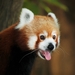 red-panda-4227674_960_720