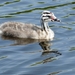 young-great-crested-grebe-4217736_960_720