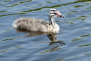 young-great-crested-grebe-4217736_960_720
