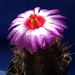 DSC05220Thelocactus bicolor