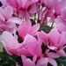 Cyclamen