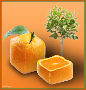 4kante sinaasappel