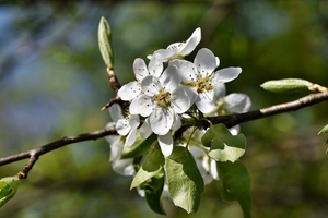 pear-blossom-4238112_960_720