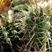 Notocactus submammulosus