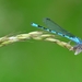 dragonfly-4267511_960_720