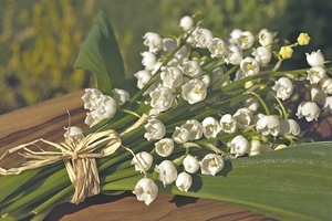 lily-of-the-valley-4175855_960_720