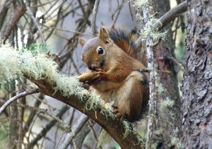 red-squirrel-4263104_960_720