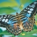 butterfly-4089197_960_720
