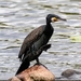 cormorant-4338726_960_720