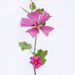 flower-vine-4319547_960_720