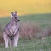 kangaroo-4316456_960_720