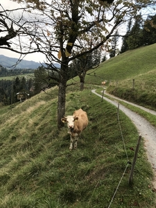 Wandelweg Langnau