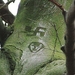 Bizar! In het Haagse Bos staat een boom met het portret van Hitle