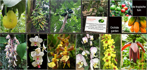 Tropical fruit en Orchideeen