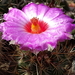 DSC09764Thelocactus bicolor