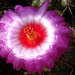 DSC09813Thelocactus bicolor